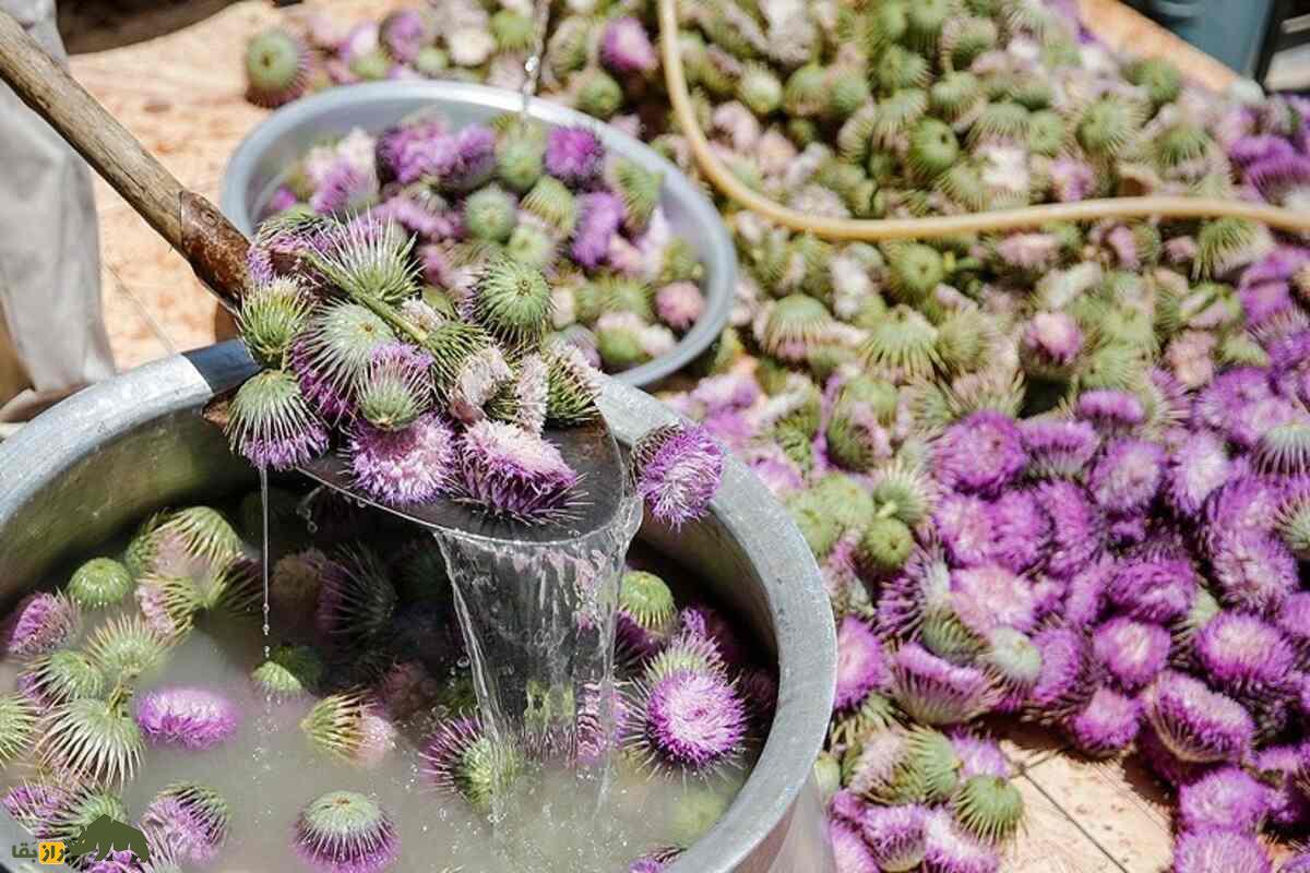 خار پیرزن یا خارکلو؛ گیاه ارزشمند ایران که خارمریم نیست و کاشت آن درآمد بالایی دارد خار پیرزن یا خارکلو