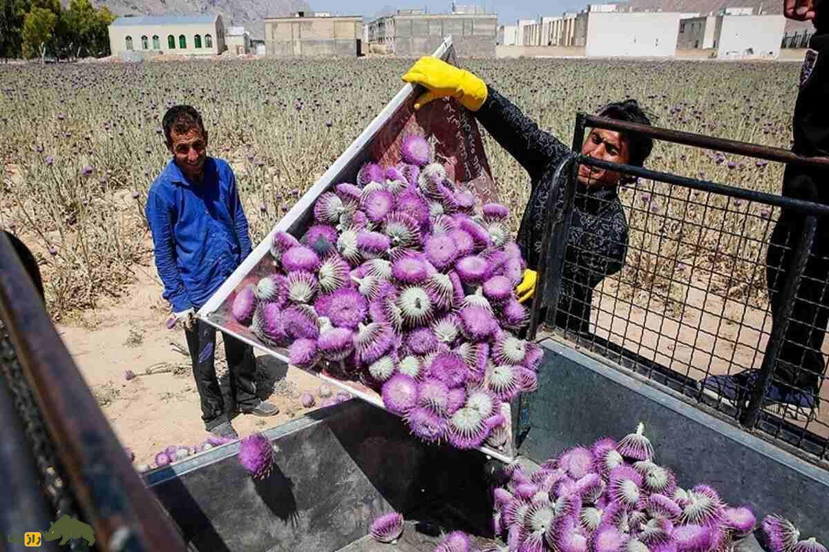 خار پیرزن یا خارکلو؛ گیاه ارزشمند ایران که خارمریم نیست و کاشت آن درآمد بالایی دارد خار پیرزن یا خارکلو؛ گیاه ارزشمند ایران که خارمریم نیست و کاشت آن درآمد بالایی دارد