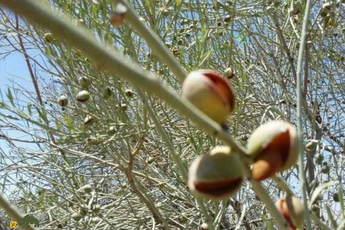 الوک یا بادام کوهی؛ متفاوتترین آجیل ایران که رایگان است و در افزایش میل جنسی و پروستات معجزه میکند! الوک یا بادام کوهی؛ متفاوتترین آجیل ایران که رایگان است و در افزایش میل جنسی و پروستات معجزه میکند!