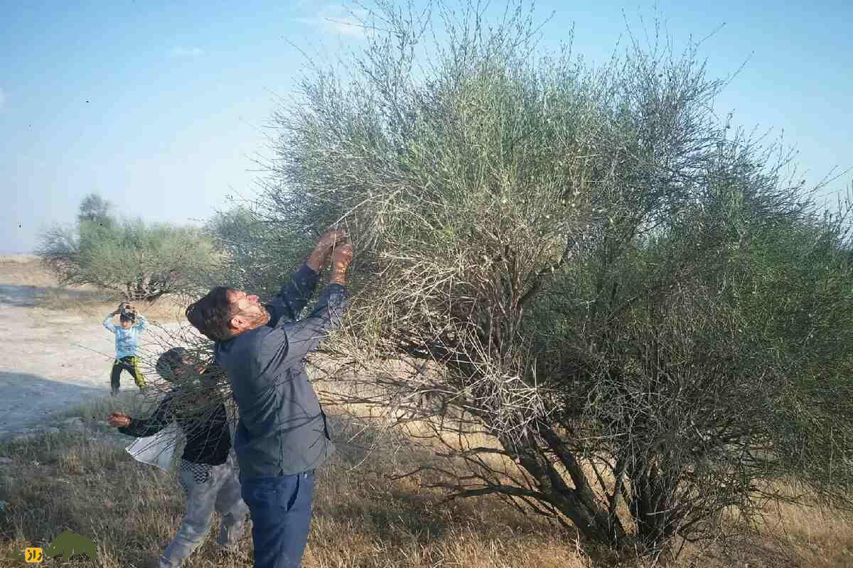 الوک یا بادام کوهی؛ متفاوتترین آجیل ایران که رایگان است و در افزایش میل جنسی و پروستات معجزه میکند! الوک یا بادام کوهی