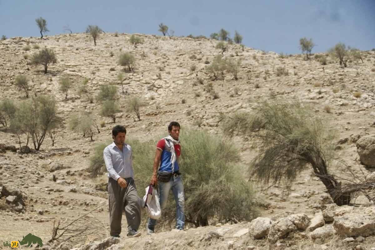 الوک یا بادام کوهی؛ متفاوتترین آجیل ایران که رایگان است و در افزایش میل جنسی و پروستات معجزه میکند! الوک یا بادام کوهی