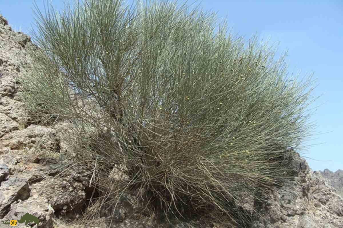 الوک یا بادام کوهی؛ متفاوتترین آجیل ایران که رایگان است و در افزایش میل جنسی و پروستات معجزه میکند! الوک یا بادام کوهی؛ متفاوتترین آجیل ایران که رایگان است و در افزایش میل جنسی و پروستات معجزه میکند!