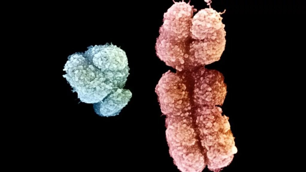 چرا قد مردان از زنان بلندتر است؟ چرا قد مردان از زنان بلندتر است؟