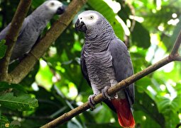 ویدئو | فیلمی باورنکردنی از یک طوطی کاسکو که کله مرغ پخته می‌خورد؛ چرا باید به کاسکو کله مرغ داد؟