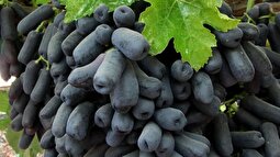 «قطره ماه»؛ این انگور بهترین مویز دنیا را دارد که در ایران کشت می‌شود