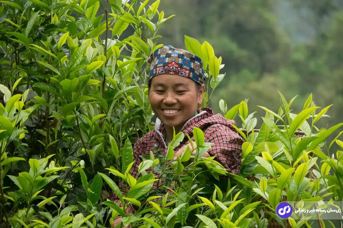 «ماچا» چیست و چرا این در بین نسل Z پرطرفدار شده است؟