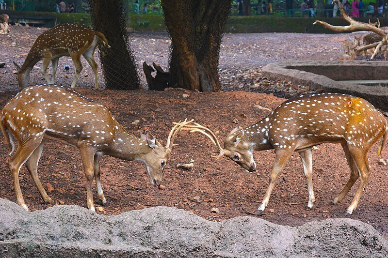 آهو با گوزن چه فرقی دارد؟ آهو با گوزن چه فرقی دارد؟