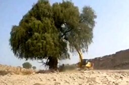 ویدئو | جنایت بزرگ درخت‌کُشان در هرمزگان به بهانه کاهش خطر سیل؛ از این تلخ‌تر نداریم!