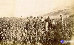 تصویری دیده نشده از مزرعه خشخاش در اطراف اصفهان