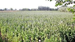 کِشت خشخاش در ایران قانونی شد