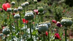 جزئیات تازه درباره کشت قانونی خشخاش در ایران