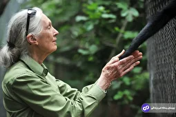 جین گودال؛ میمون‌شناسی که راز شامپانزه‌ها را فاش کرد؛ شامپانزه‌ها چگونه ابزار می‌سازند؟!