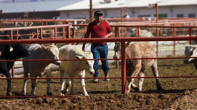 هشدار درباره شیوع یک بیماری جدید؛ از انگل گوشت‌خوار پیچ‌کرم چه می‌دانیم؟