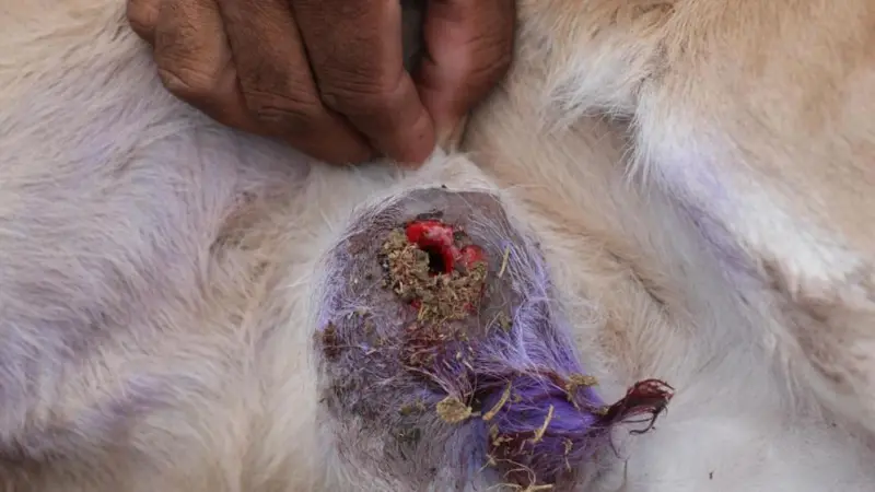 هشدار درباره شیوع یک بیماری جدید؛ از انگل گوشت‌خوار پیچ‌کرم چه می‌دانیم؟