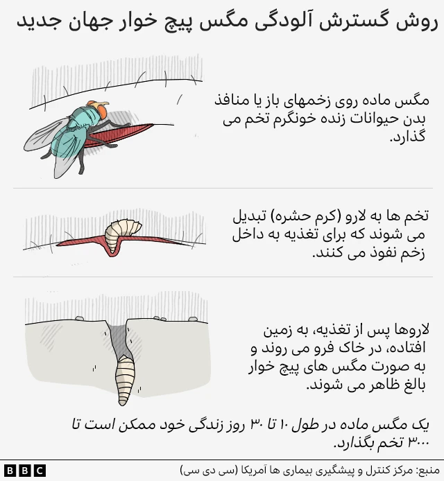 هشدار درباره شیوع یک بیماری جدید؛ از انگل گوشت‌خوار پیچ‌کرم چه می‌دانیم؟