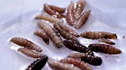 هشدار درباره شیوع یک بیماری جدید؛ از انگل گوشت‌خوار پیچ‌کرم چه می‌دانیم؟