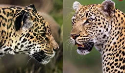 جگوار؛ حیوانی که مانند انسان‌ها استفراغ می‌کند