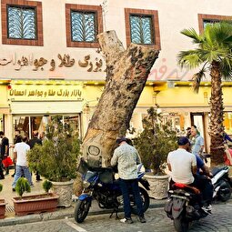 درخت کهنسال خیابان ۱۵ خرداد قطع شد | شهرداری توضیح داد