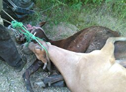 خبر تکان‌دهنده؛ برخی دامداری‌های تهران به تب برفکی آلوده شدند