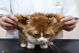 ماجرای گربه‌ بالدار کرمان چیست و چرا برخی گربه‌ها بال دارند؟