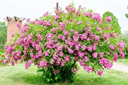 عربستان گل محمدی ایران را دزدید و به نام خود ثبت جهانی کرد!