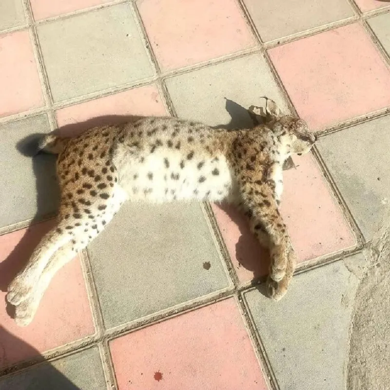 سیاهگوش اوراسیایی در کردستان تصاوف کرد و مرد سیاهگوش اوراسیایی