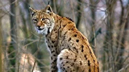 سیاه‌گوش اوراسیایی در کردستان تصاوف کرد و مرد