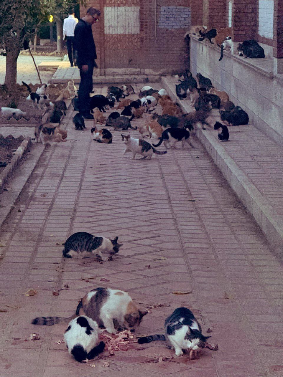 (عکس) وضعیت عجیب پارک هنرمندان تهران