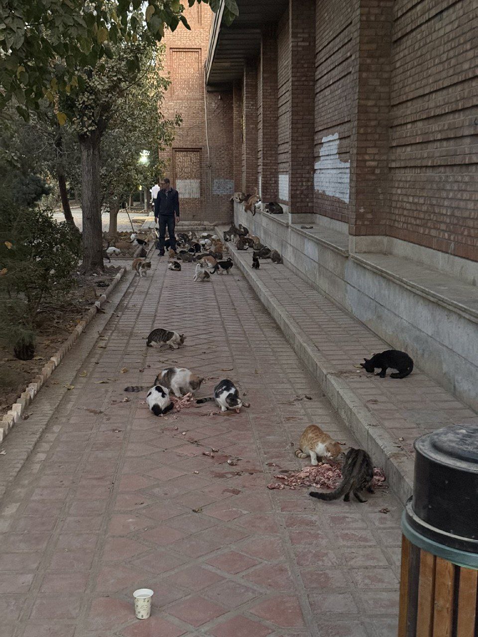 (عکس) وضعیت عجیب پارک هنرمندان تهران