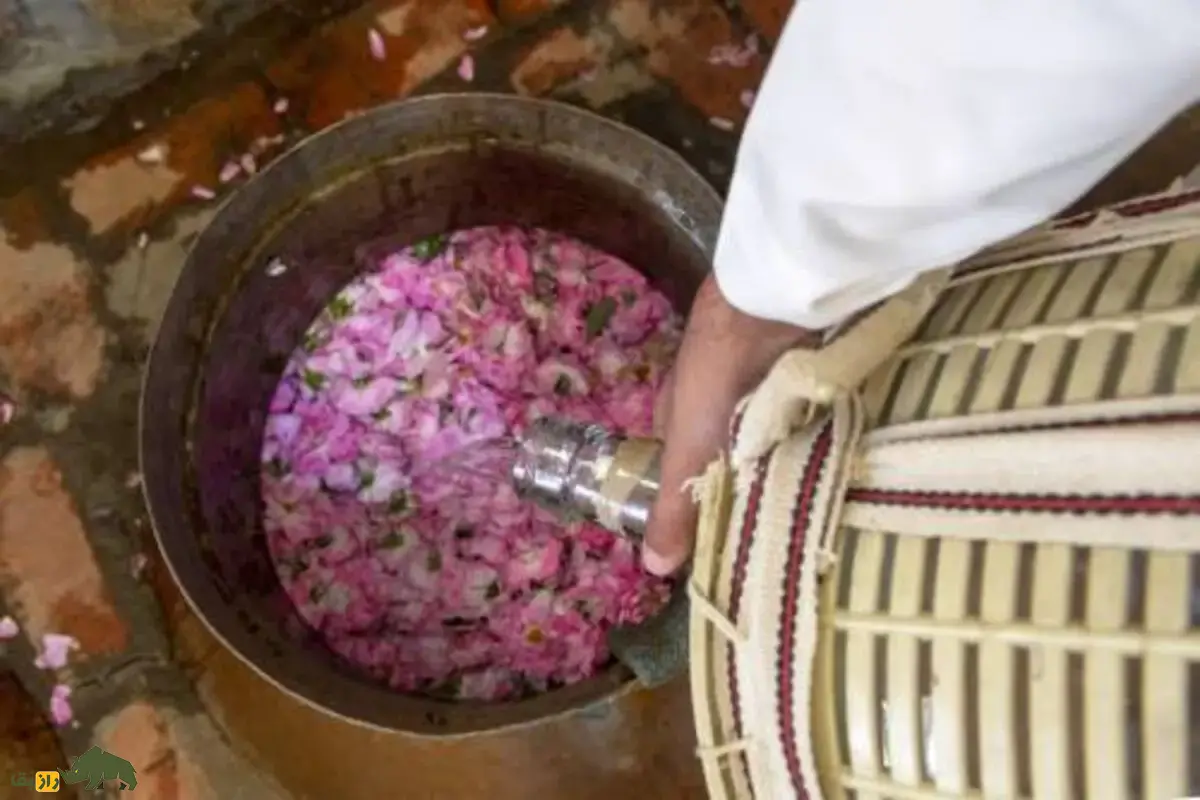 پشت پرده دزدیدن گل محمدی ایران توسط عربستان فاش شد!