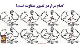 معما با جواب: مرغ متفاوت در این تصویر را زیر ۳۰ ثانیه پیدا کنید؟