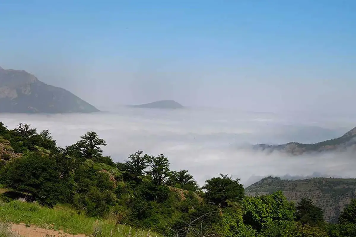 جنگل‌های ایلام آتش گرفتند