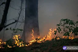 فیلمی تلخ و تکان‌دهنده از آتش‌سوزی در جنگل‌های الیت