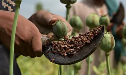 ماجرای واردات ۷۲ هزار میلیارد تریاک چیست؟