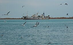 هواشناسی بوشهر امروز سه‌شنبه 25 آذر 1404؛ تداوم بارش‌های سیل آسیا و رکوردشکنی در عسلویه