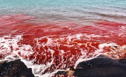 فیلمی دیدنی جاری شدن سیل خون در جریزه هرمز