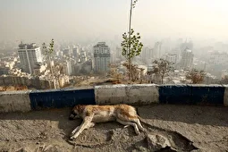 جزئیات طرح زوج و فرد در روزهای تعطیلی به خاطر آلودگی هوا + مبلغ جریمه