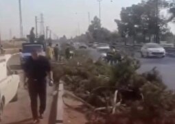 (ویدئو) قطع گسترده درختان در اسلامشهر توسط شهرداری