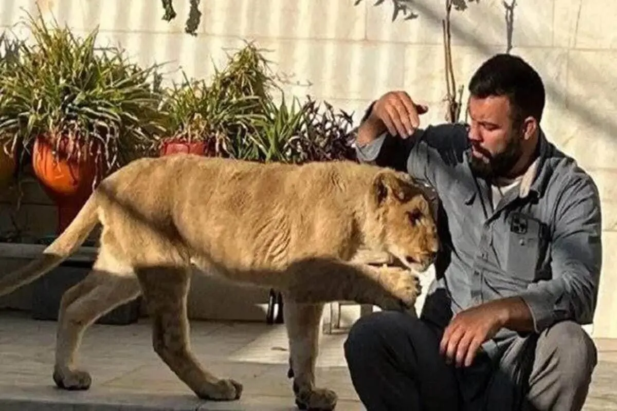 توله شیر علی‌اکبری در پارک ارم تلف شد