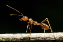 آیا مورچه‌ها صدا دارند و چرا صدای مورچه‌ها را نمی‌شنویم؟