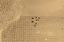 مهار بیابان بزرگ چین با کمربند سبز