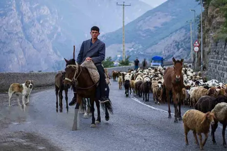 (تصاویر) گوسفندان جاده چالوس را بستند؛ بسته شدن ۲۴ ساعته محور کرج–چالوس