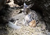 (ویدئو) بازیگوشی نخستین مرال متولد ۱۴۰۳ در پناهگاه سمسکنده ساری