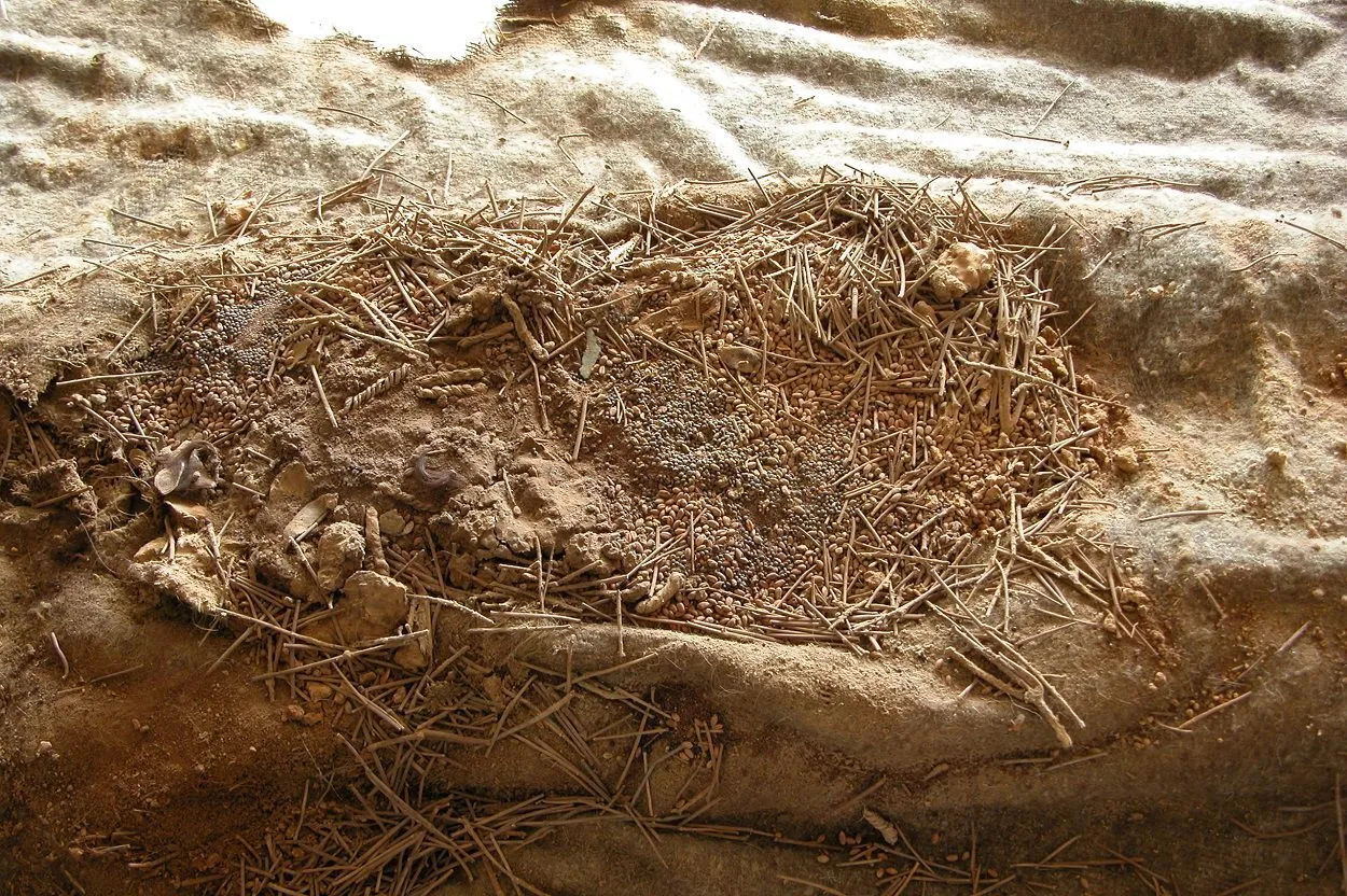 مهارت عجیب سرآشپز‌های ماقبل تاریخ