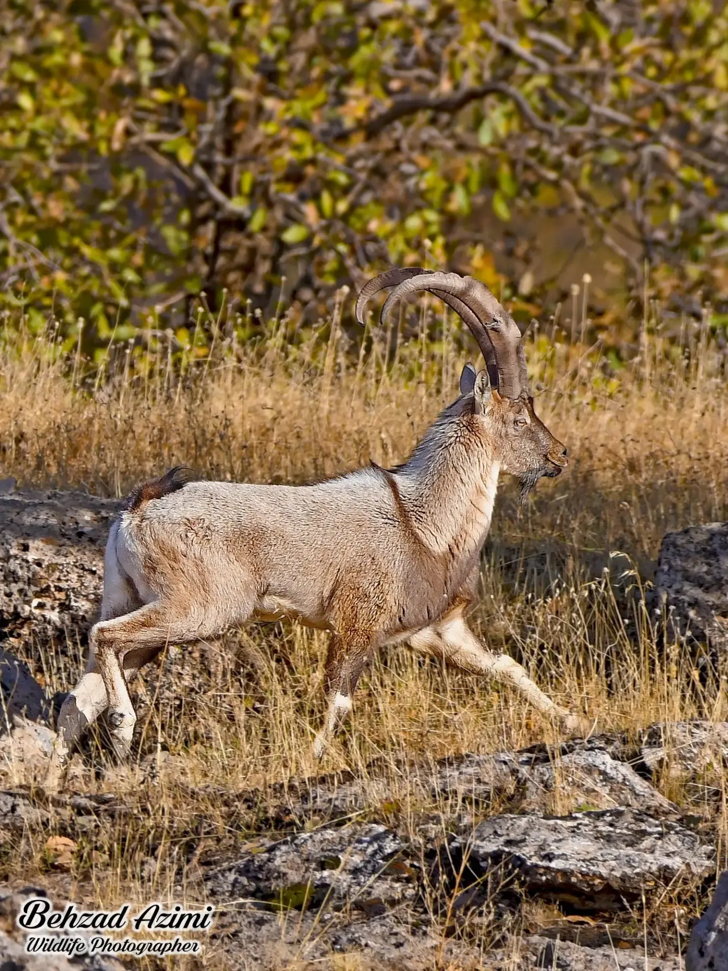 بز کوهی بز کوهی