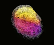 تولید «کوچک‌مغز» از بافت مغز جنین