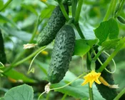 خیار خاصیت دارد؟/ چه کسانی باید از خوردن خیار پرهیز کنند؟