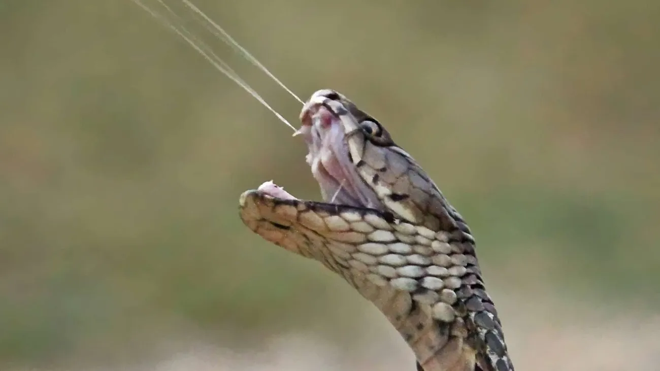 سرنوشت مردی که ۱۸ سال به خودش سم مار تزریق کرد