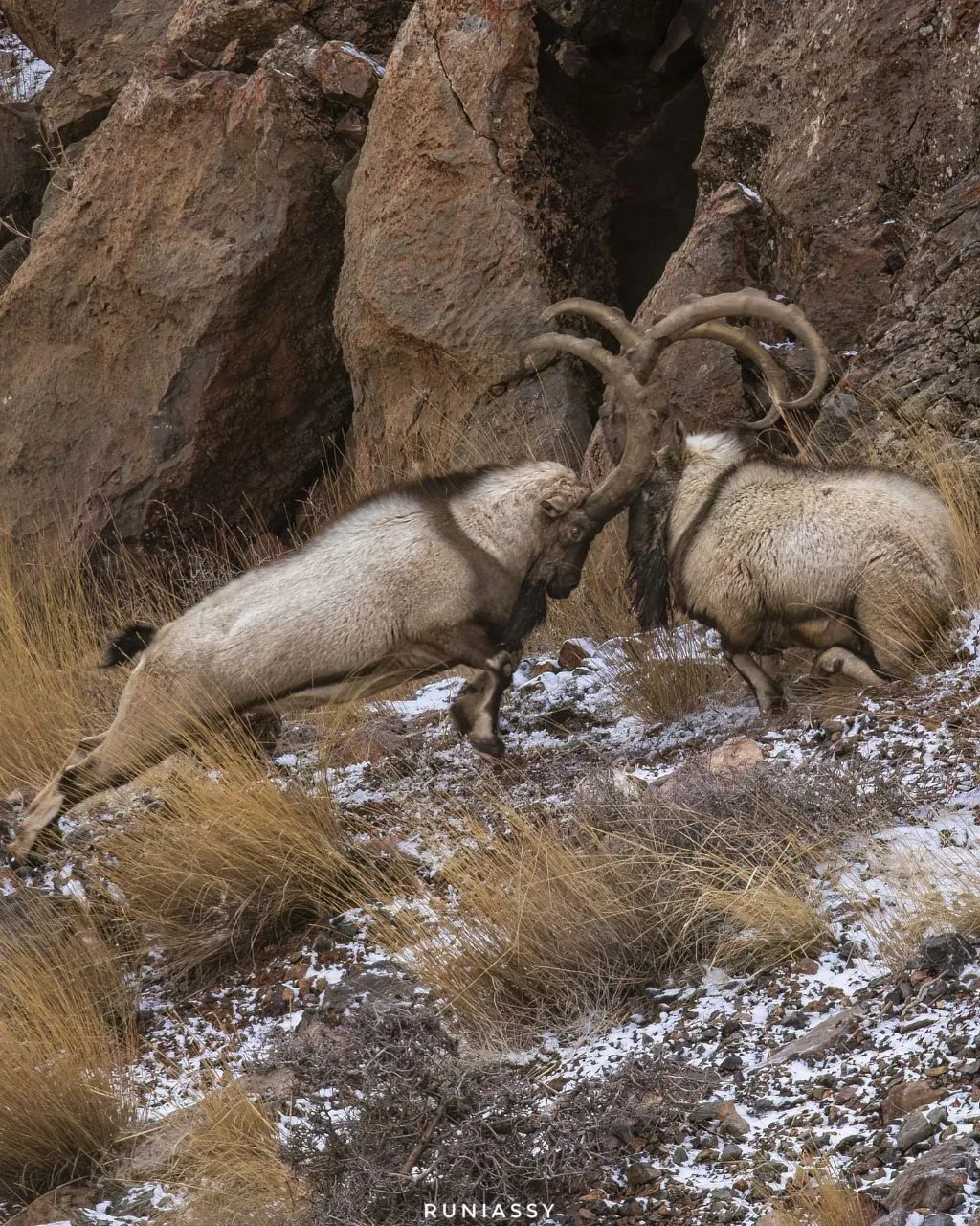 نزاع کل و بز نزاع کل و بز