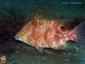 این ماهی با پوستش می‌بیند!